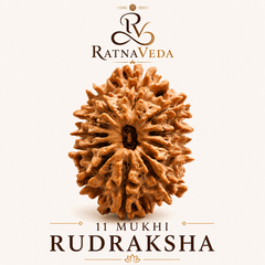 11 Mukhi Rudraksha