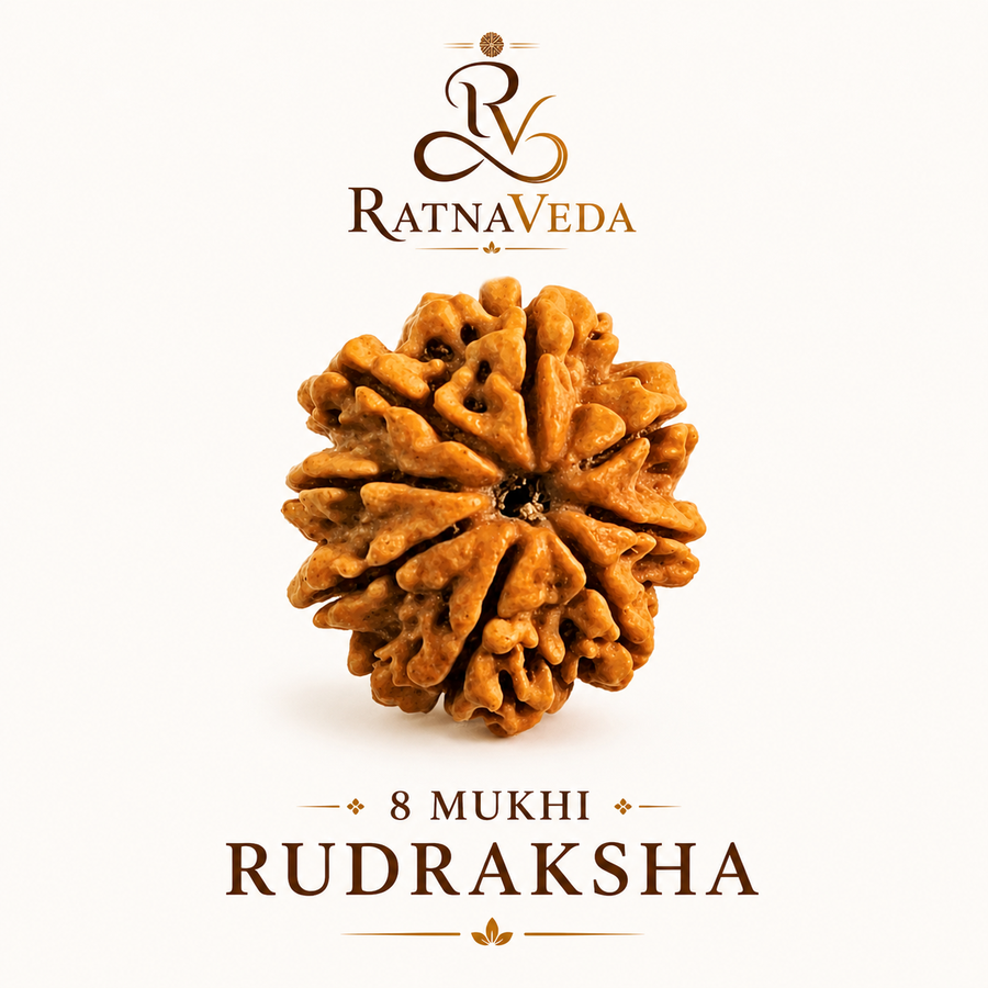 8 Mukhi Rudraksha