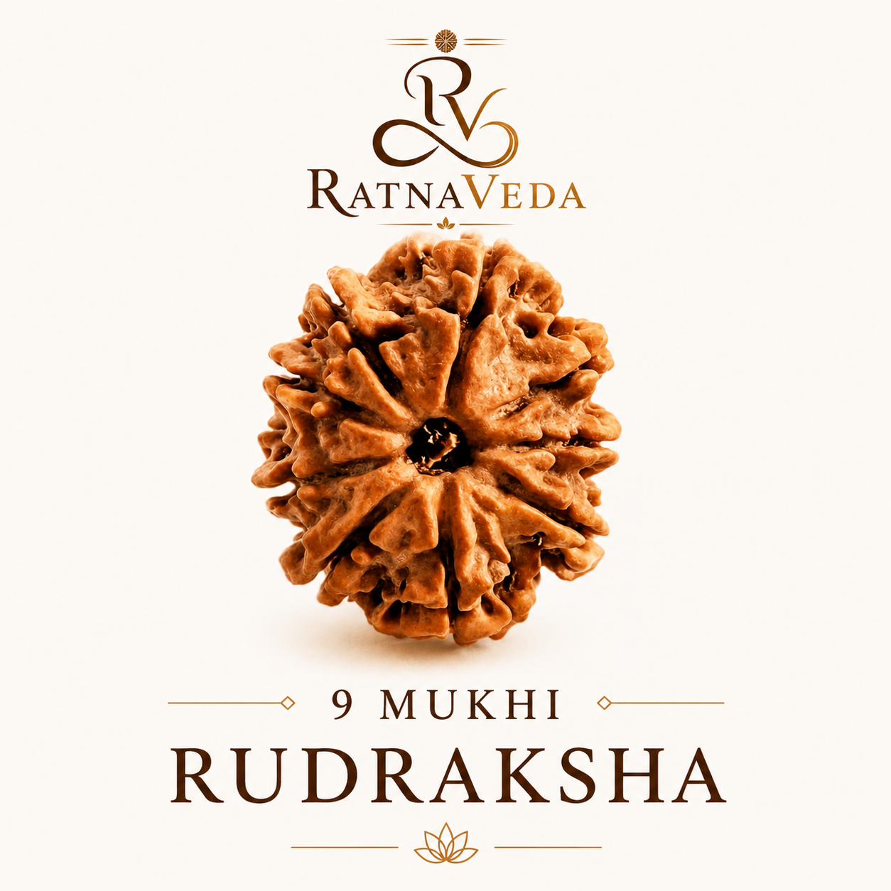 9 Mukhi Rudraksha