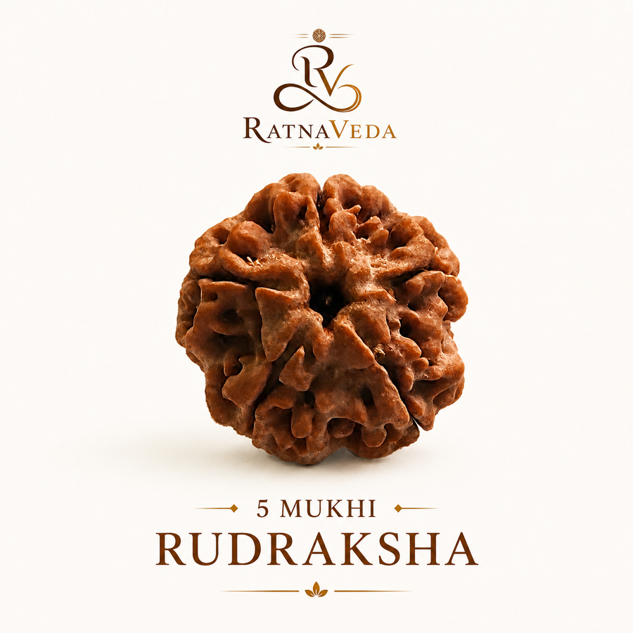 5 Mukhi Rudraksha