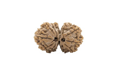 Gauri Shankar  Rudraksha | Lab Tested & Certified | Natural & Authentic